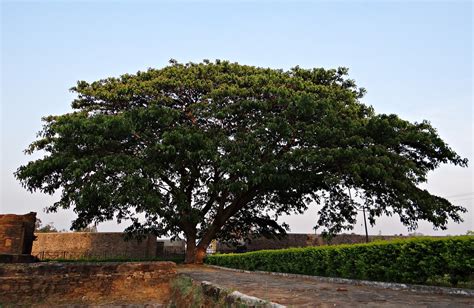 Free photo: Albizia Saman, Rain Tree, Kittur - Free Image on Pixabay ...