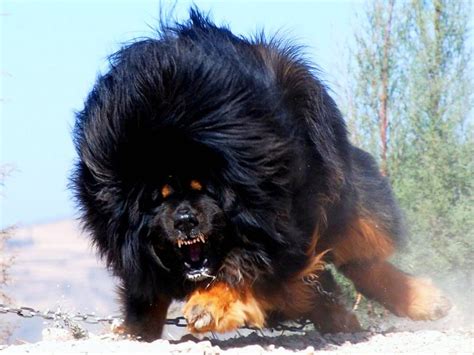 Tibetan Mastiff - All Big Dog Breeds