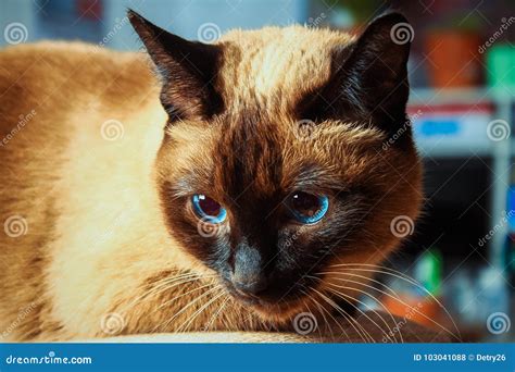 Siamese Thai Cat Looks Carefully Away. Portrait of a Cat with Blue Eyes ...