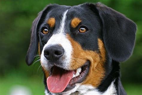 Appenzeller Sennenhund - Dog Breed Information | Dog breeds ...