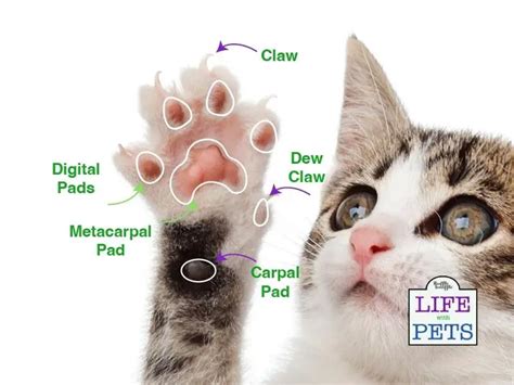 Cat Paw Anatomy 101: Everything You Need To Know • 2024 Ruffle Snuffle