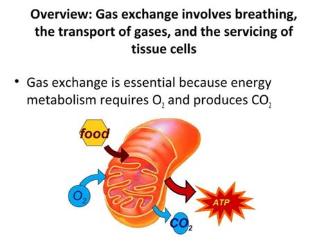 Gas exchange