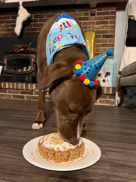 Premium Photo | Floor angle view dog in party hat eating birthday cake