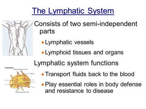 Expert Acupuncture Lymphatic Drainage: Effective Therapy