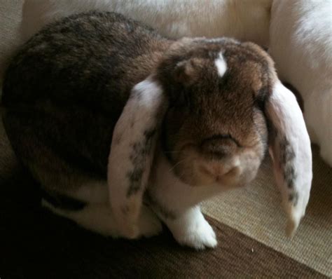 European rabbit (Coney): traits, pictures and videos