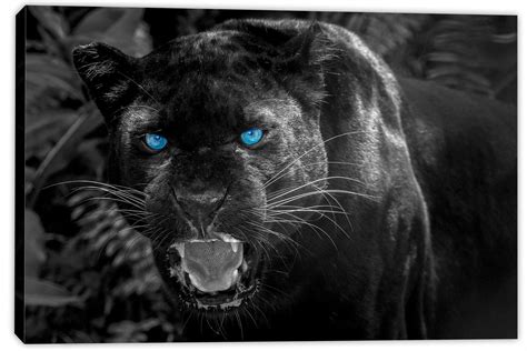 Black Panther Blue Eyes Canvas Print Wall Art, Animal Home Wall Decor ...