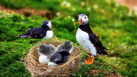 How Mother Puffin Laying Eggs And Feeding Her Babies - YouTube