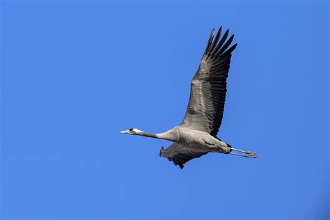 A Common Crane flying in front of blue sky Photograph by Stefan Rotter ...