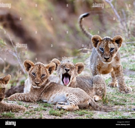 African Lion cubs - approx 3 months old - near the Luangwa River. South ...