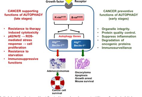 Figure 1 from Autophagy inducers in cancer | Semantic Scholar