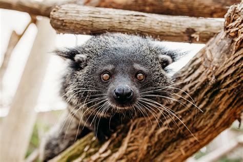 Binturong | Ark Encounter