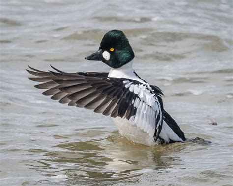 Common Goldeneye | Audubon Field Guide