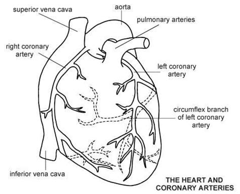 Heart-Coronary Arteries | Diagram | Patient