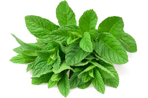 Mint Leaves PNG Photos - PNG Play