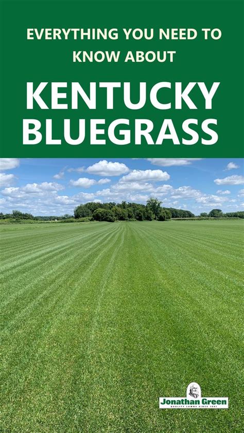 Everything You Need to Know About Kentucky Bluegrass | Jonathan Green ...