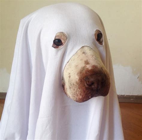 19++ Diy dog ghost costume ideas | 44 Fashion Street