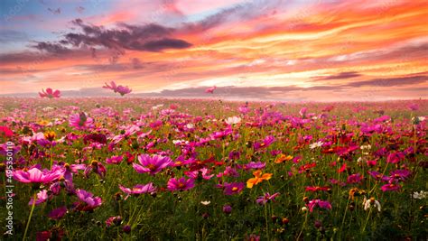 Beautiful Background flower field photos for your desktop