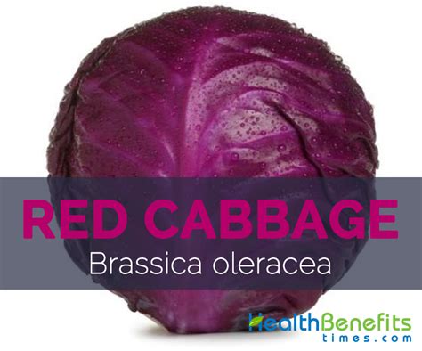 Red Cabbage Facts, Health Benefits and Nutritional Value