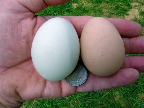 The Badgersett Growers Blog: Free Range Chicken & Guinea Hatching Eggs ...