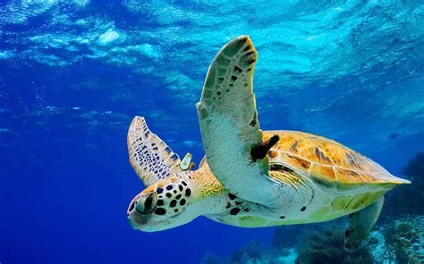 Fun Facts About the Hawksbill Sea Turtle | Greentumble