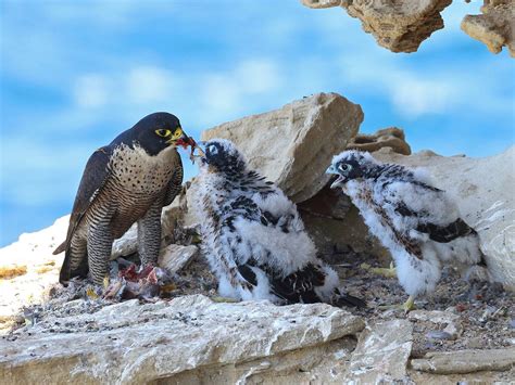 Peregrine Falcon Nesting: A Complete Guide | Birdfact