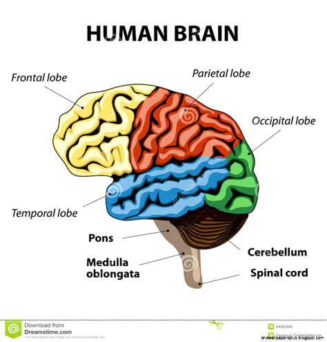 Human Brain Anatomy | HD Wallpapers Plus