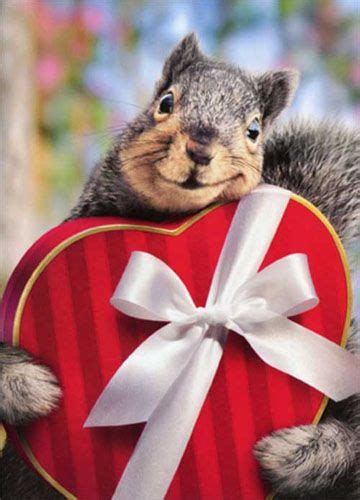 Squirrel Holds Heart Box Stand Out Pop-Up Funny / Humorous Valentine's ...