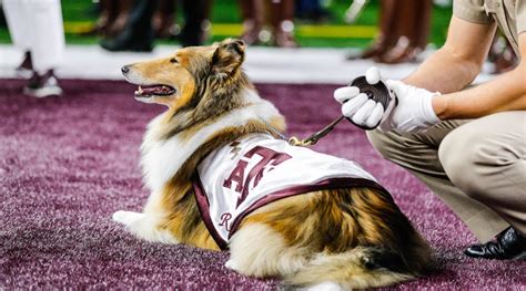 Texas A&M's Mascot, Reveille, Lives the Good Life - SI Kids: Sports ...