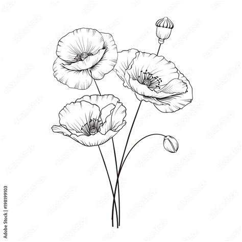 Vecteur Stock Vintage poppy illustration. Wedding flowers patern. Image ...