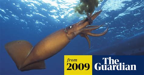 Giant Squid Attacks On Humans