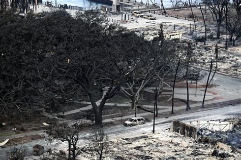 Lahaina banyan tree emerges as charred but still standing in sign of ...