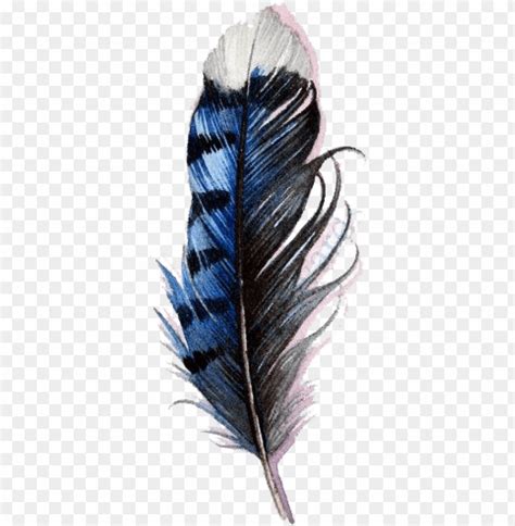 Blue Jay Feather Watercolor PNG Transparent With Clear Background ID ...