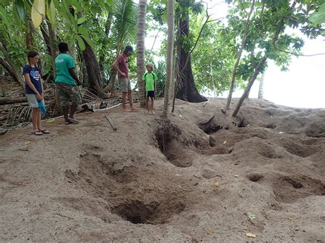 Megapode Bird Nesting - Arnavon Islands