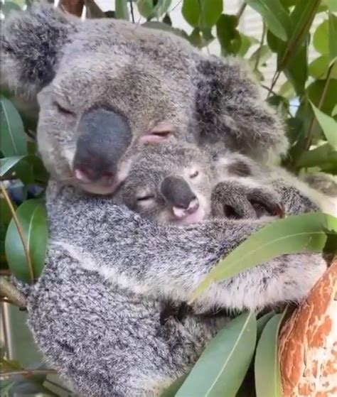 Mother koala hugs baby| 'Motherhood is nature': Adorable video of ...