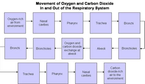 What is the Respiratory System: Diagram and Function | HubPages