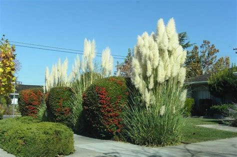 Enhance your garden with decorative grass varieties for every climate