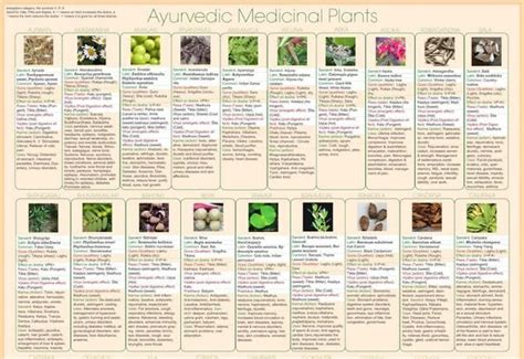 Ayurvedic plants | Ayurvedic herbs, Ayurvedic, Ayurvedic plants