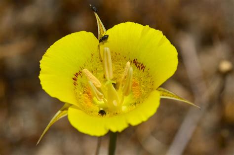 Calochortus luteus – Sacramento Valley CNPS