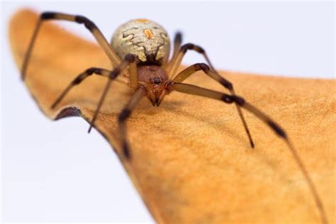 Brown Widow Spider | Center for Invasive Species Research