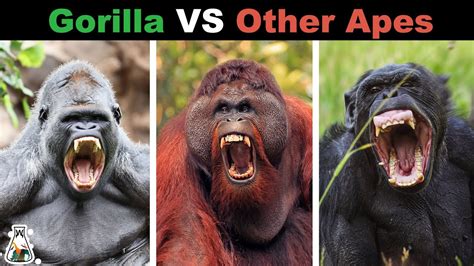 How Powerful are Gorillas Compared to Other Apes? - YouTube