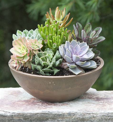 Photos of Succulents | Types of Succulent Plants