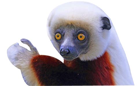 Lemur PNG Transparent Images