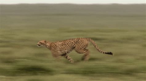 Cheetah Running GIF - Find & Share on GIPHY