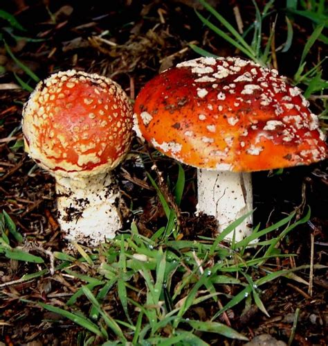 Mushroom identification photos oregon