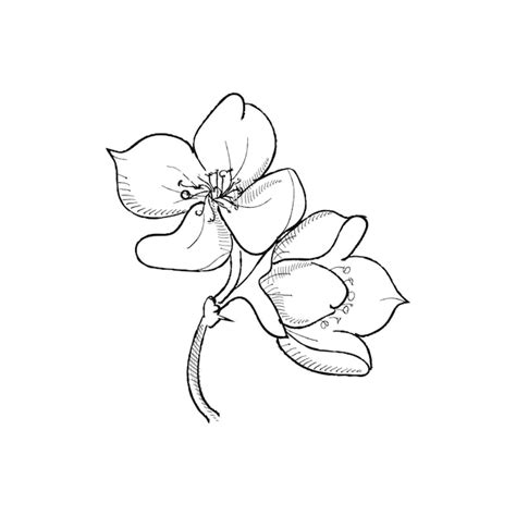 Premium Vector | Monochrome jasmine flower herb hand drawing sketch ...