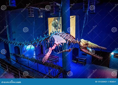 Basilosaurus Dinosaur Skeleton in Egypt Editorial Photo - Image of ...