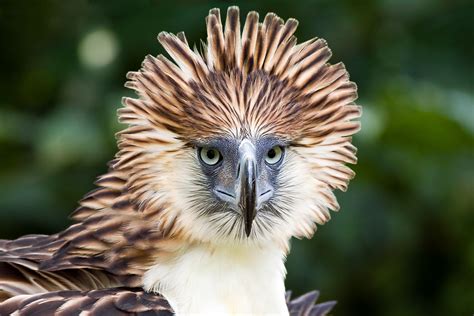 Philippine Eagle Wallpapers - Wallpaper Cave