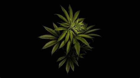 Marijuana Leaf Wallpapers HD - Wallpaper Cave