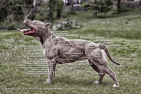 The Muscle Anatomy of Dogs - Everything You Need To Know