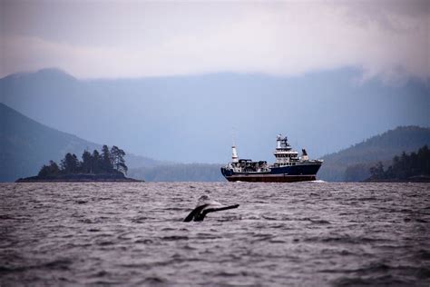 Review: Clayoquot Wilderness Lodge Takes Glamping to a Whole New Level